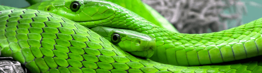 World Snake Day